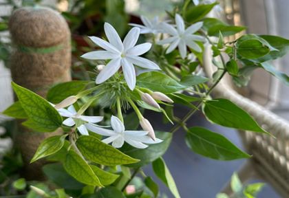 Downy Jasmine